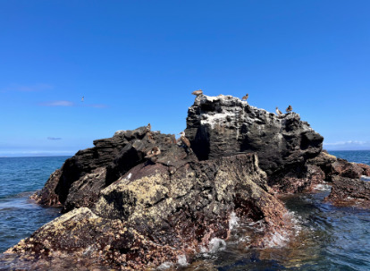 Piedra ahogada Galapagos